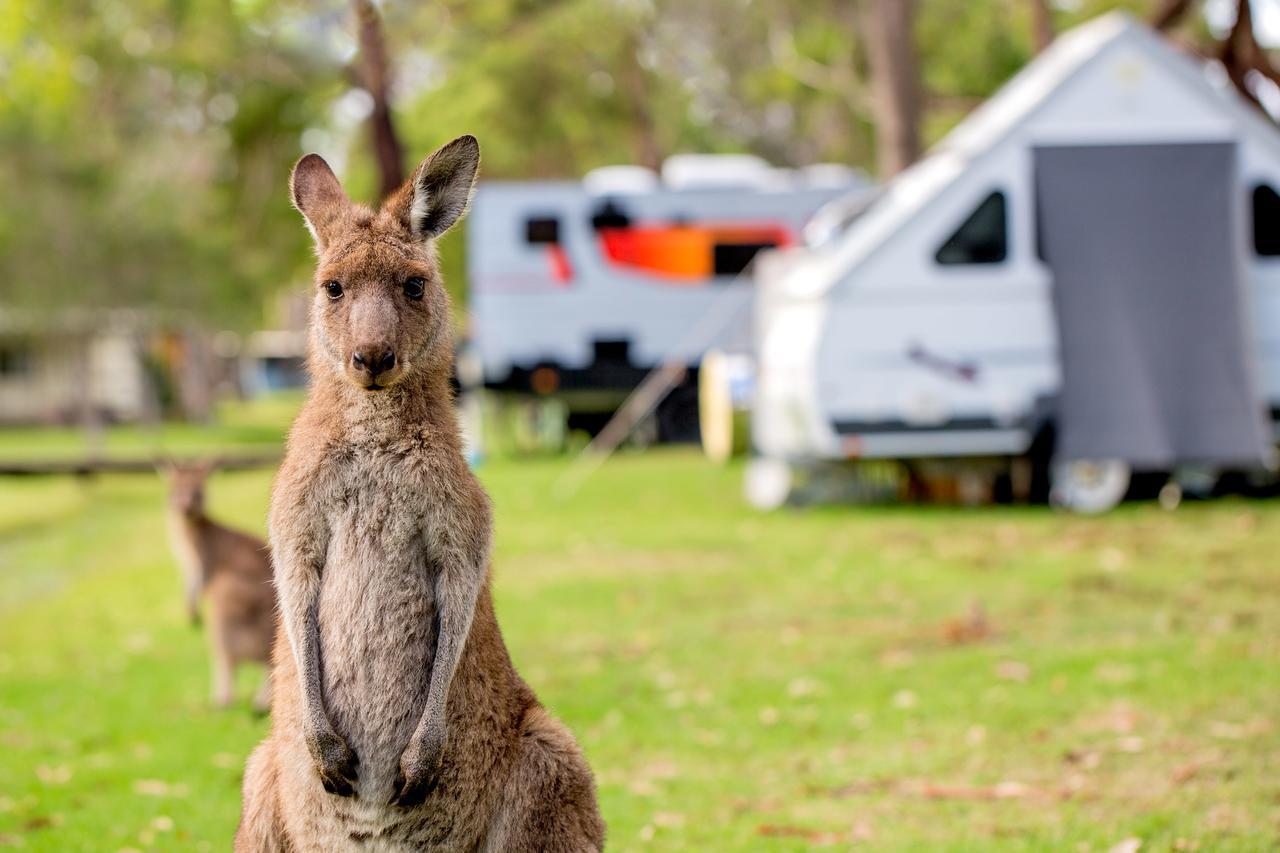 Tasman Holiday Parks - Kioloa Beach Экстерьер фото